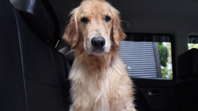 ゴールデンレトリーバー,動画