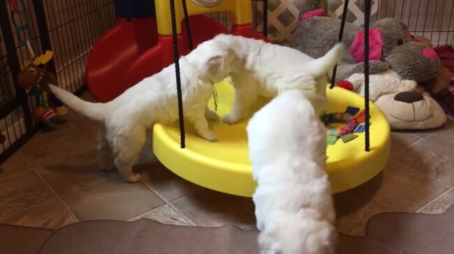 ゴールデンレトリーバー,動画