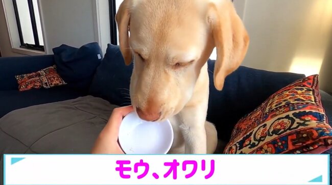 ラブラドールレトリーバー,動画