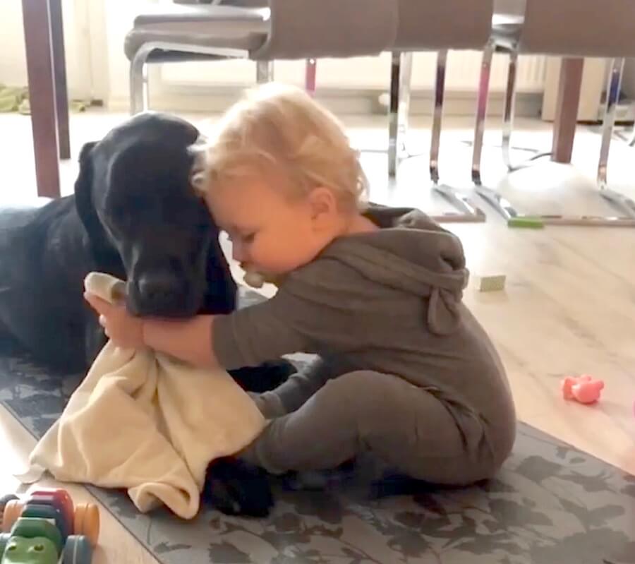 ラブラドールレトリーバー,動画