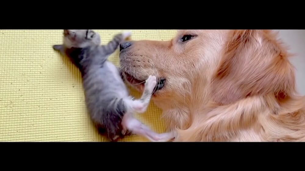 ゴールデンレトリーバー,猫,動画