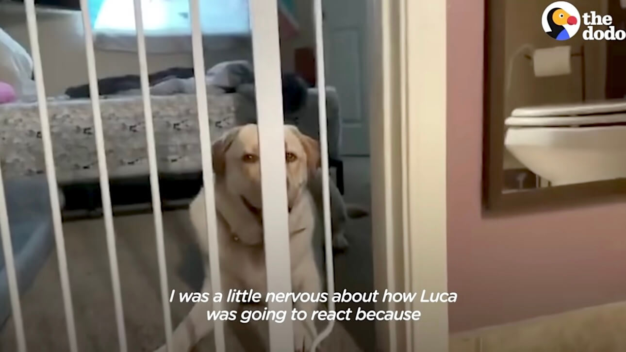 ラブラドールレトリーバー,動画