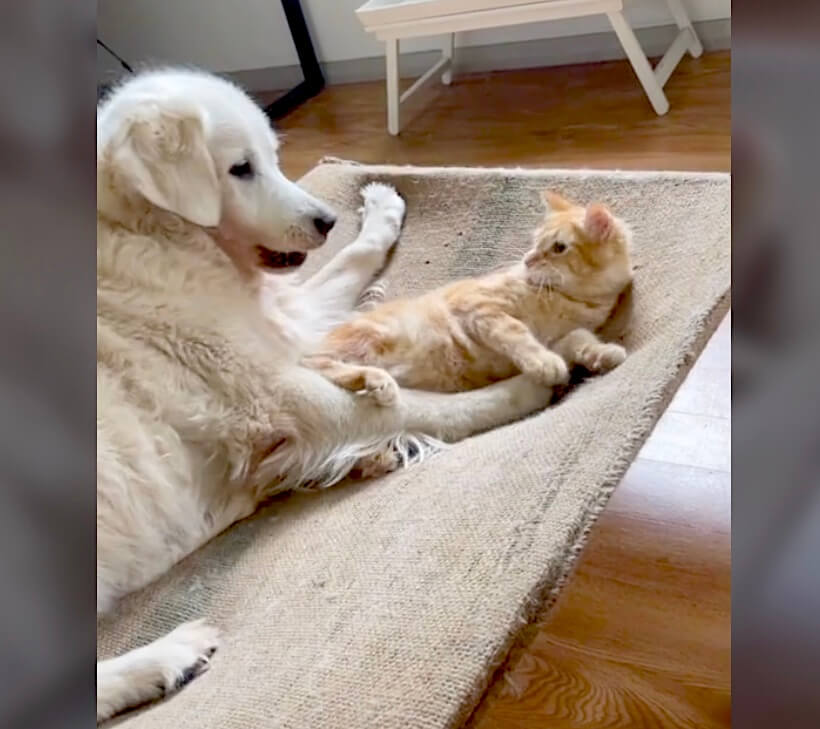 ゴールデンレトリーバー,動画