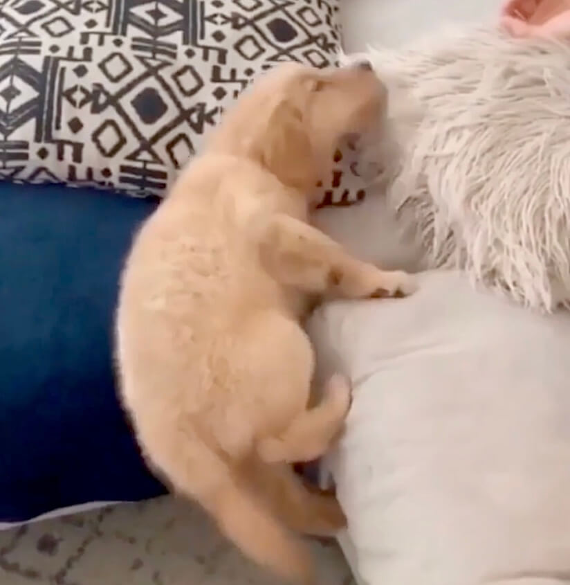 ゴールデンレトリーバー,動画