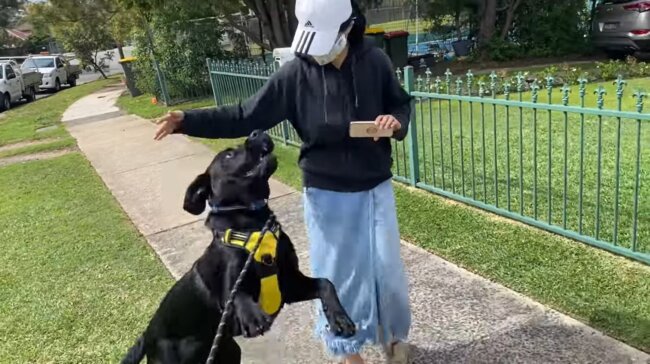 ラブラドールレトリーバー,動画