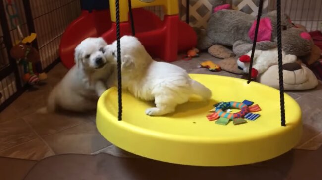 ゴールデンレトリーバー,動画