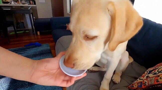 ラブラドールレトリーバー,動画