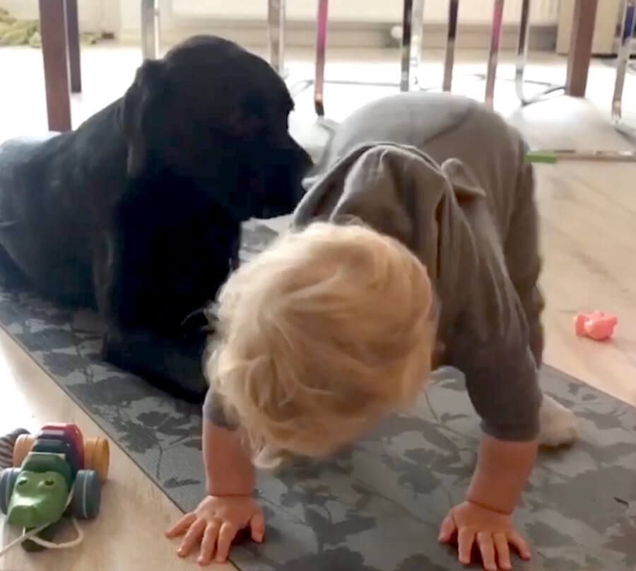 ラブラドールレトリーバー,動画