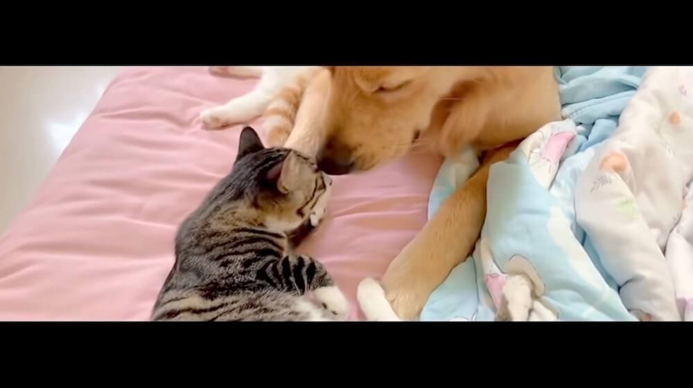 ゴールデンレトリーバー,猫,動画