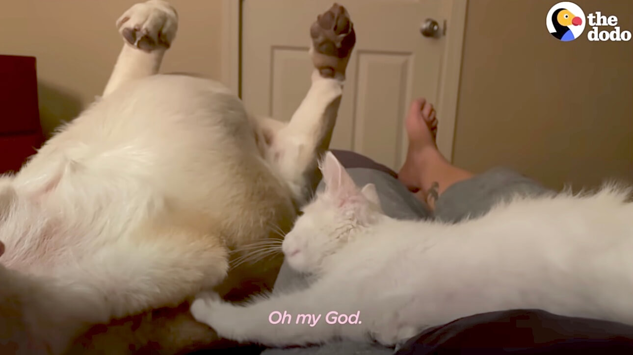 ラブラドールレトリーバー,動画