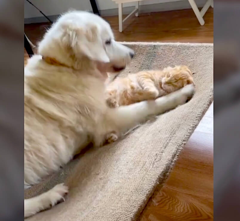 ゴールデンレトリーバー,動画