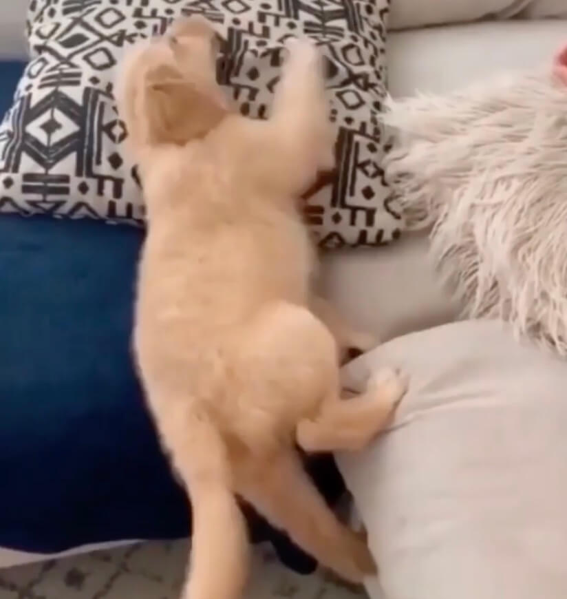 ゴールデンレトリーバー,動画