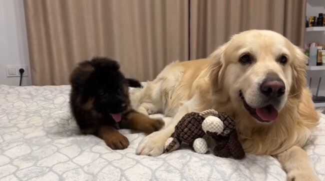 ゴールデンレトリーバー,動画