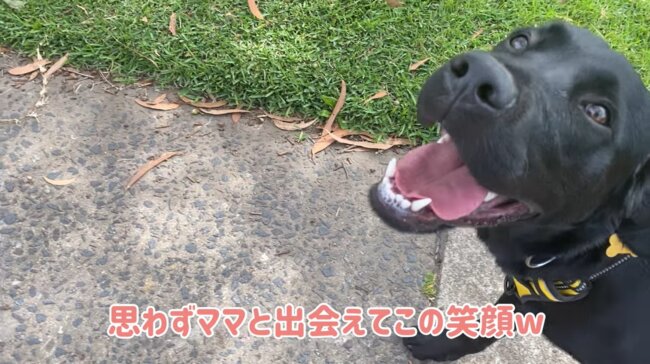 ラブラドールレトリーバー,動画