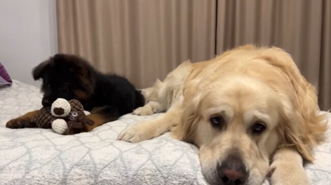 ゴールデンレトリーバー,動画