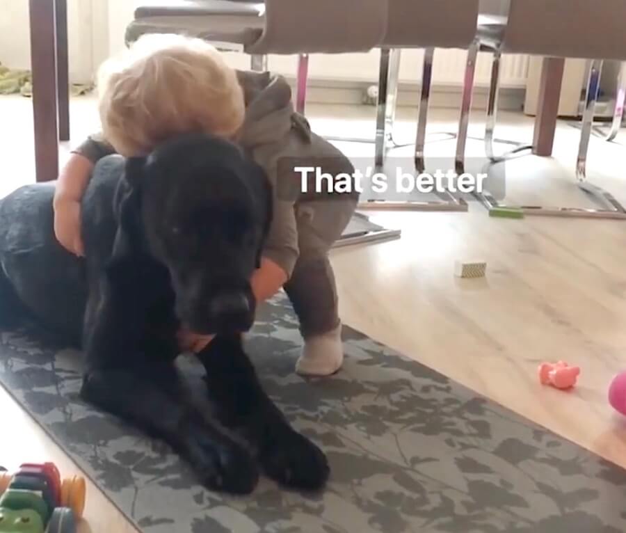 ラブラドールレトリーバー,動画