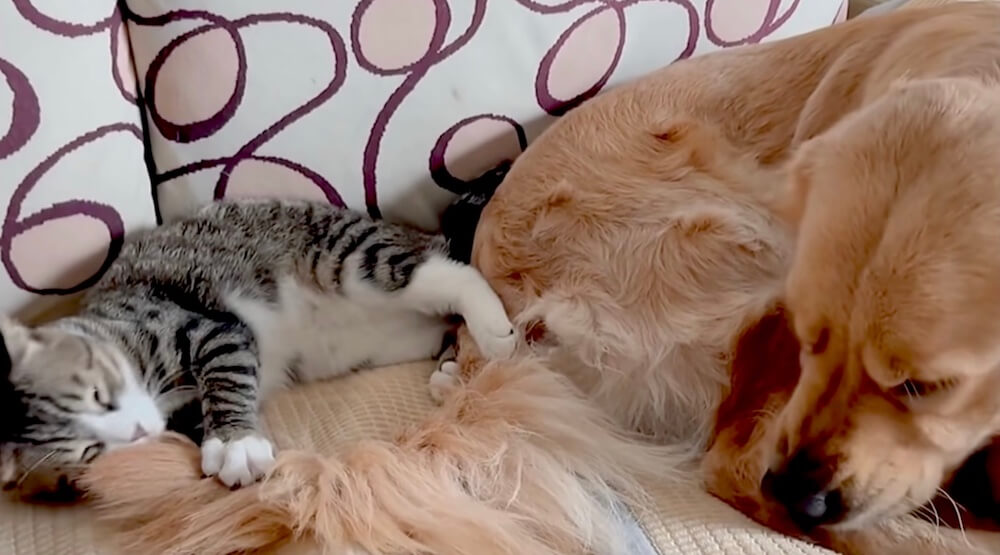 ゴールデンレトリーバー,猫,動画