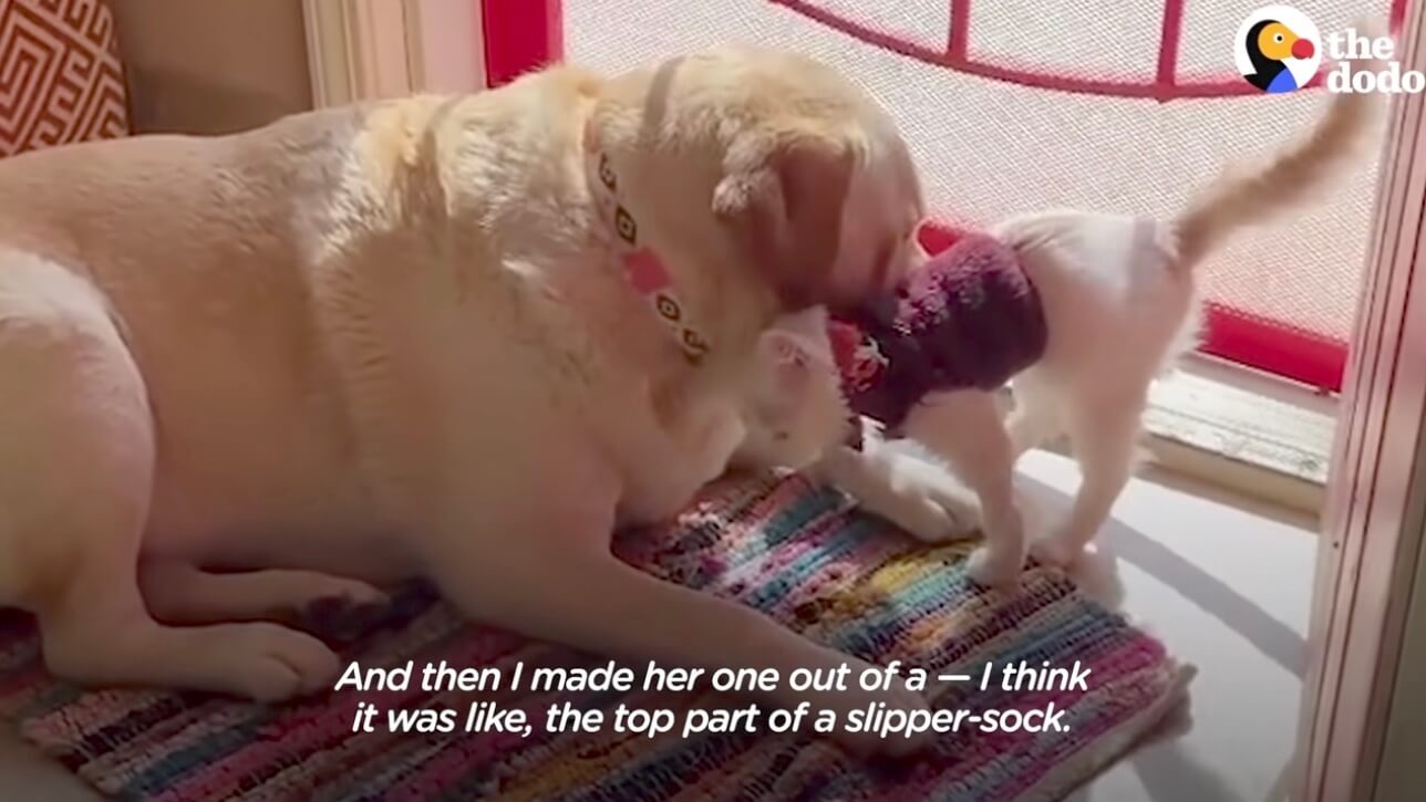 ラブラドールレトリーバー,動画