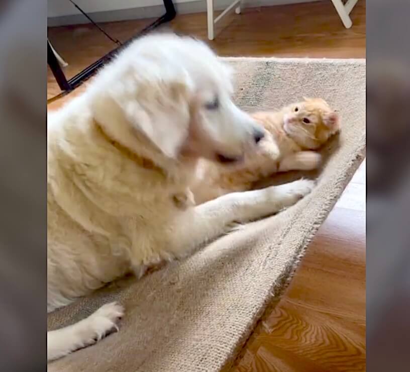 ゴールデンレトリーバー,動画