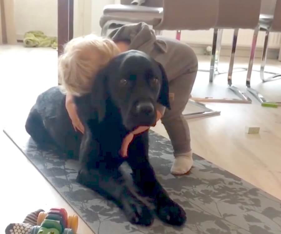 ラブラドールレトリーバー,動画