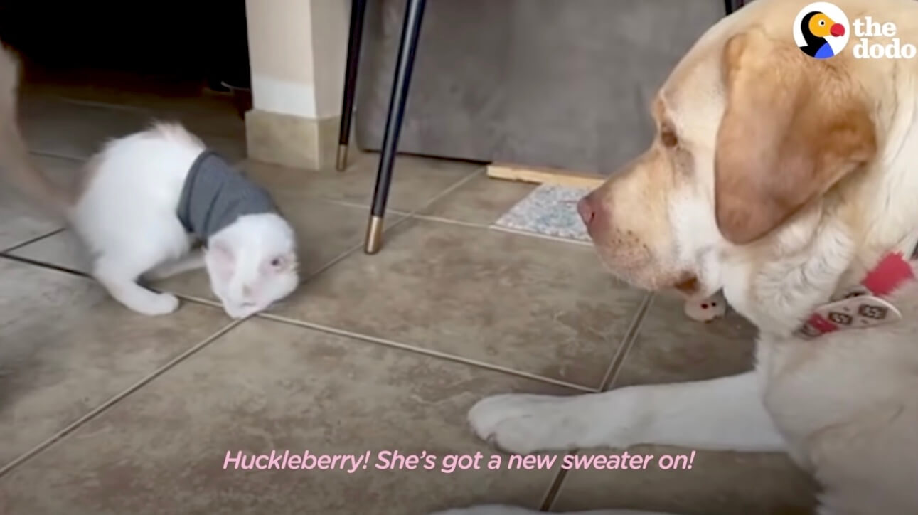 ラブラドールレトリーバー,動画