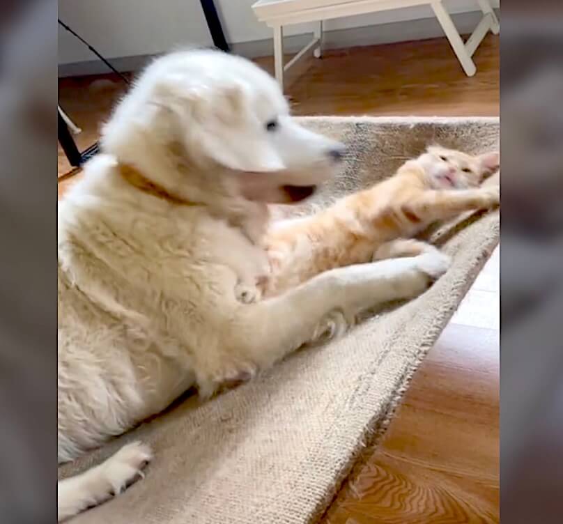 ゴールデンレトリーバー,動画