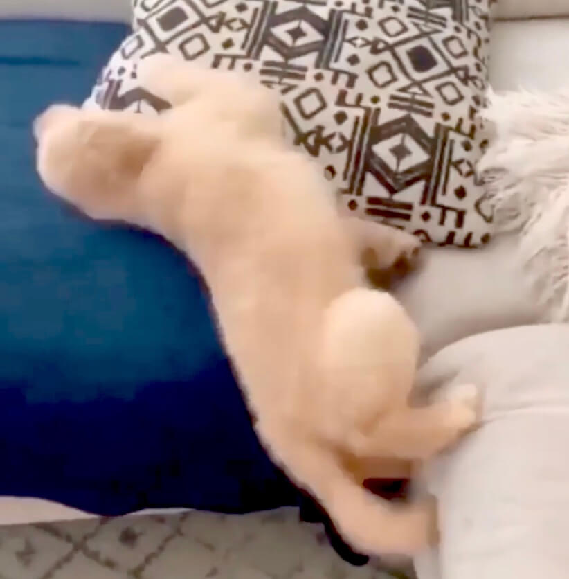 ゴールデンレトリーバー,動画