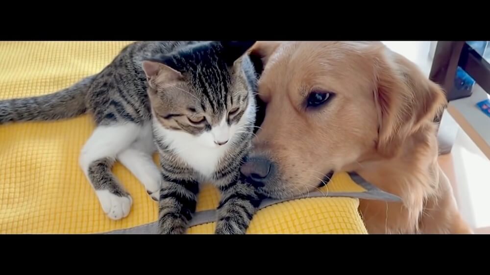 ゴールデンレトリーバー,猫,動画