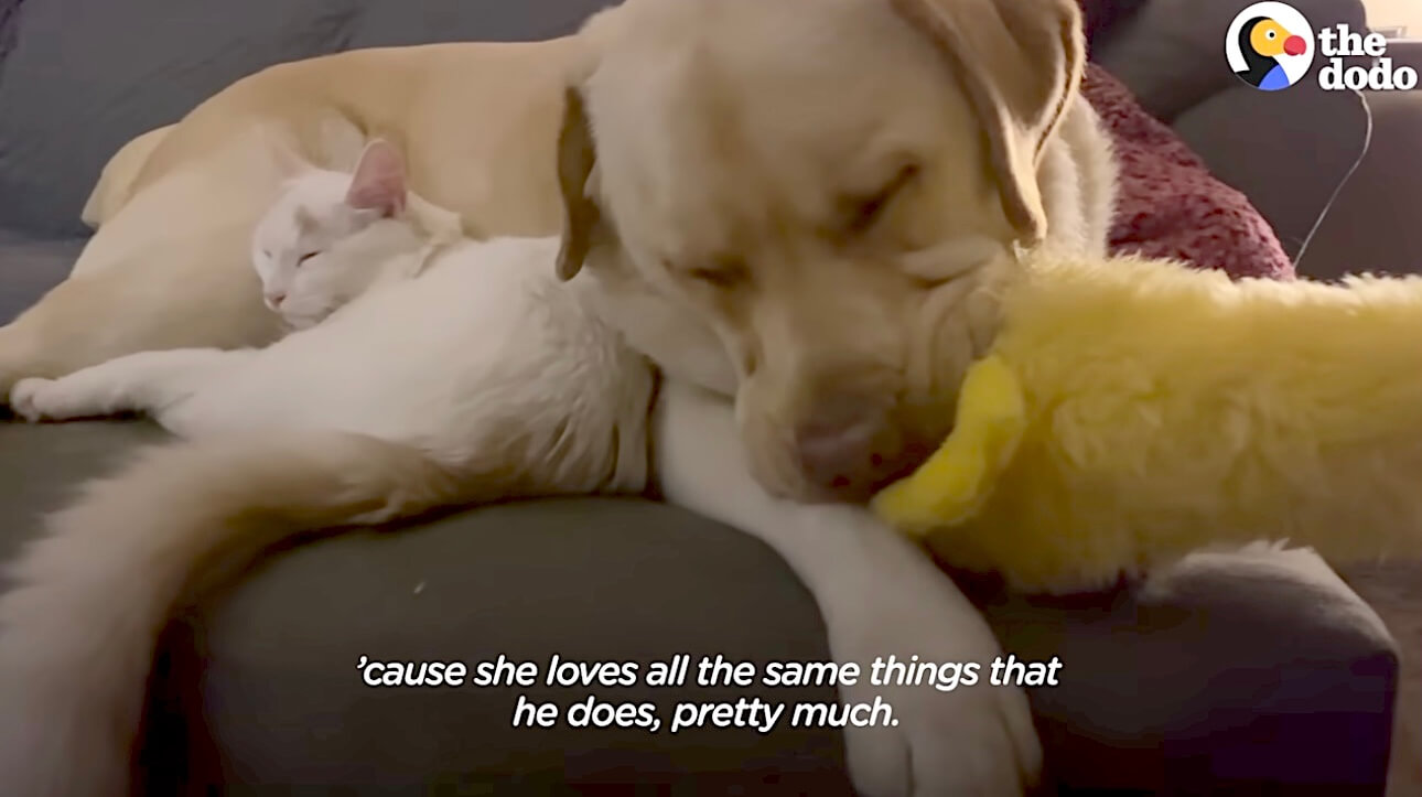 ラブラドールレトリーバー,動画