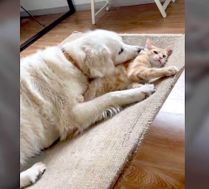 ゴールデンレトリーバー,動画