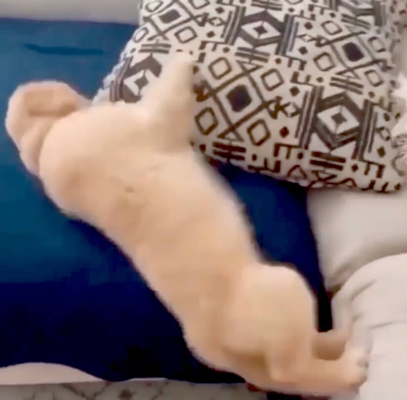 ゴールデンレトリーバー,動画