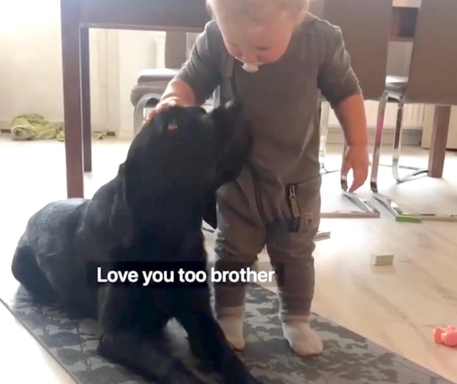 ラブラドールレトリーバー,動画