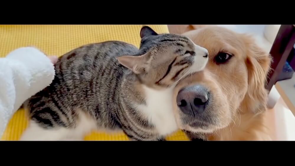 ゴールデンレトリーバー,猫,動画