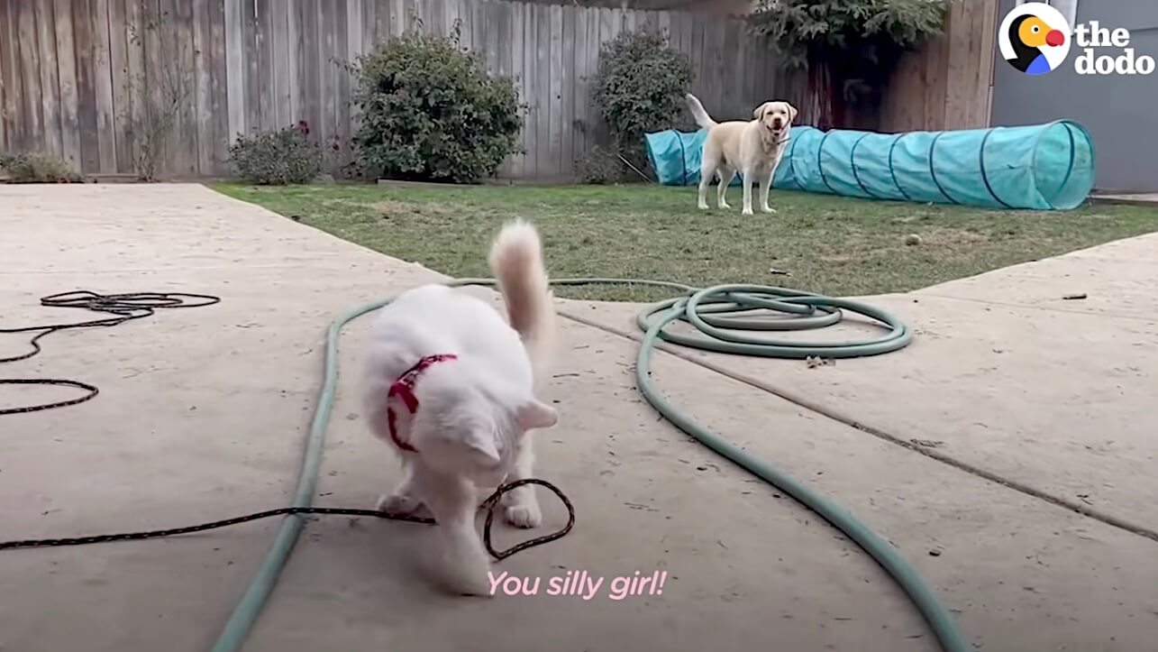 ラブラドールレトリーバー,動画