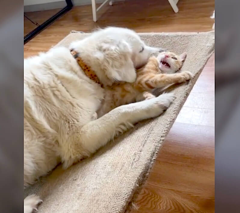 ゴールデンレトリーバー,動画