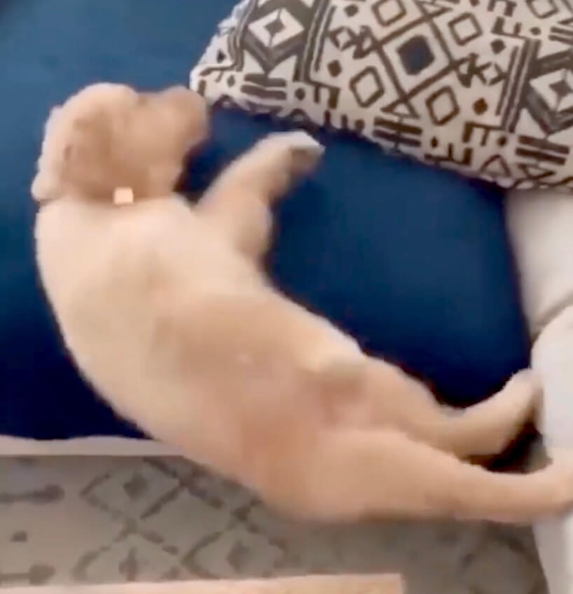 ゴールデンレトリーバー,動画