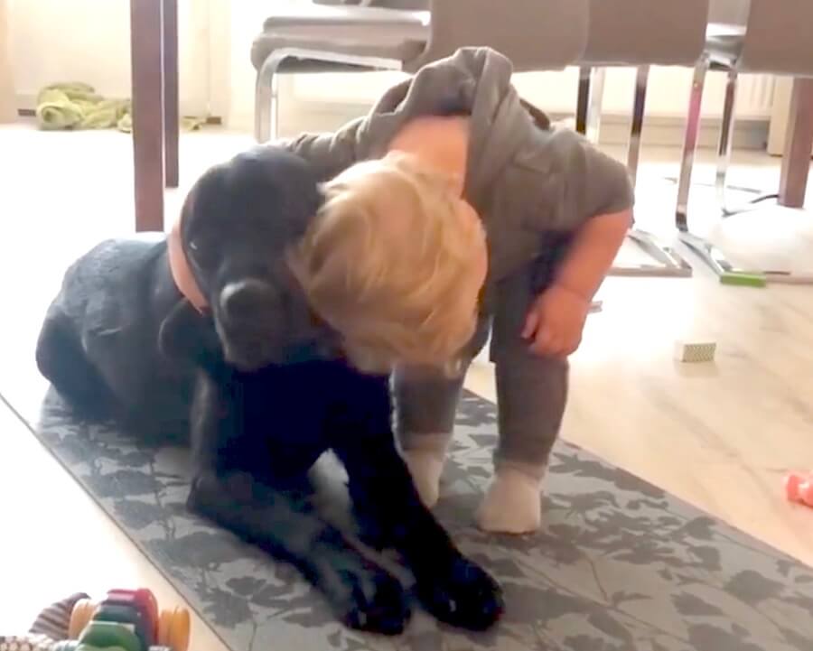 ラブラドールレトリーバー,動画