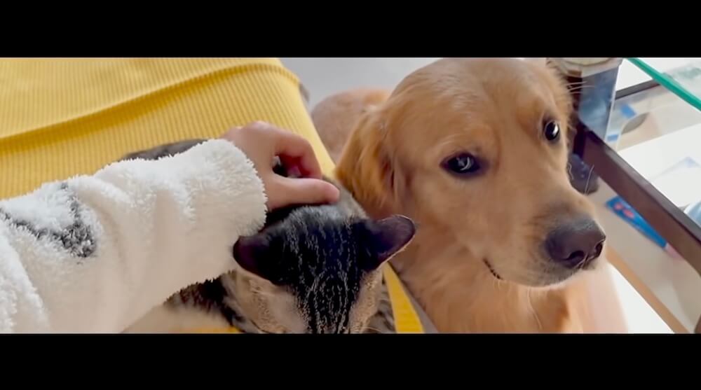 ゴールデンレトリーバー,猫,動画