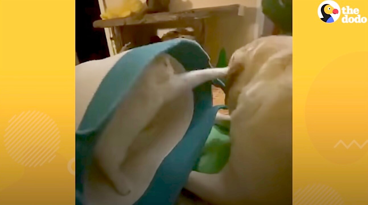 ラブラドールレトリーバー,動画