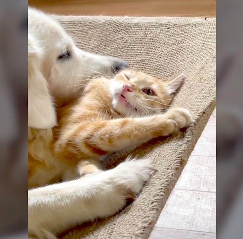 ゴールデンレトリーバー,動画