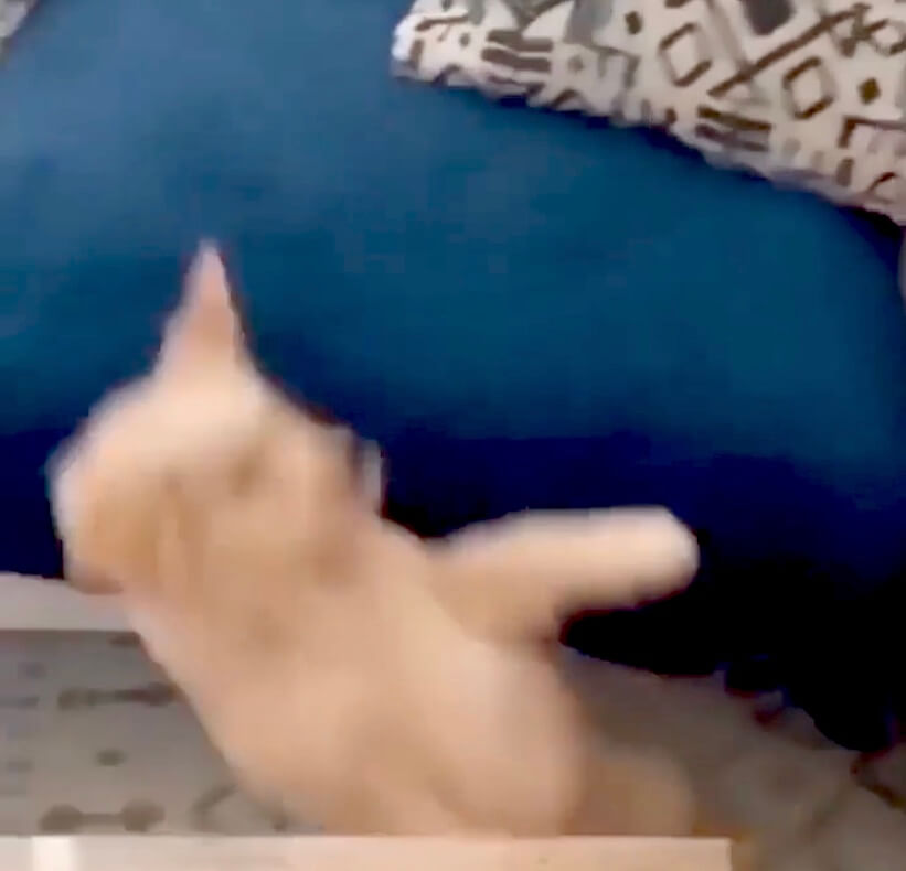 ゴールデンレトリーバー,動画