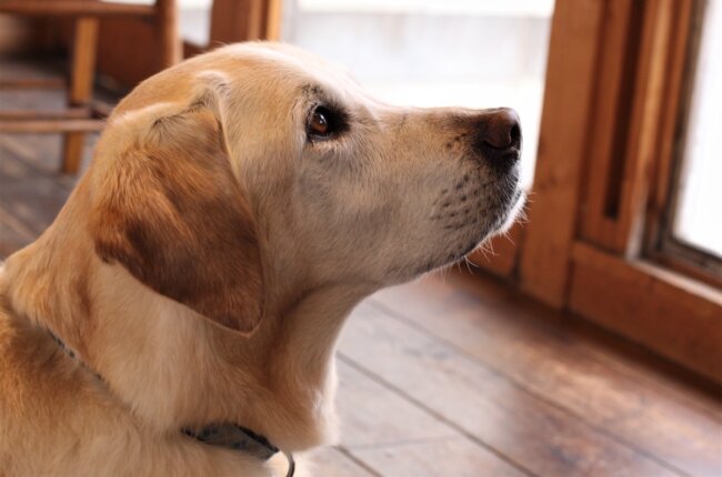 レトリーバー,取材