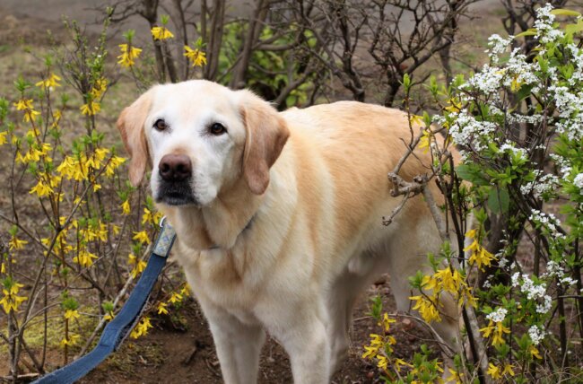 レトリーバー,取材