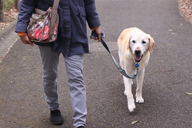 レトリーバー,取材