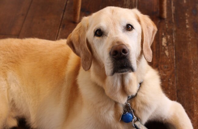 レトリーバー,取材