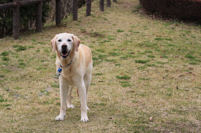 レトリーバー,取材