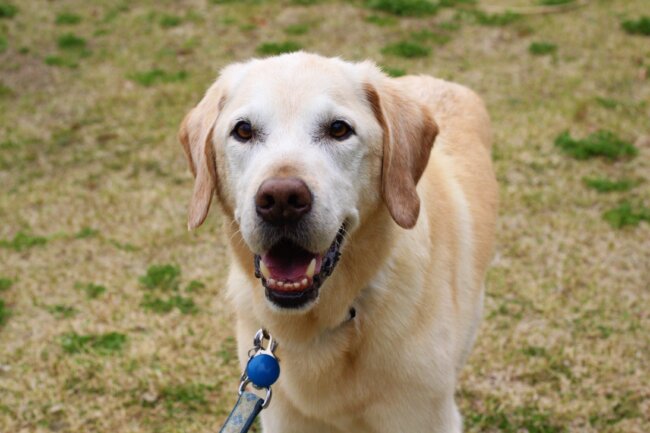 レトリーバー,取材