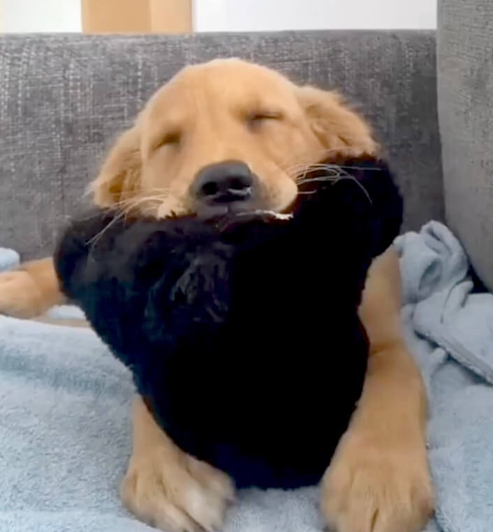 ゴールデンレトリーバー,動画