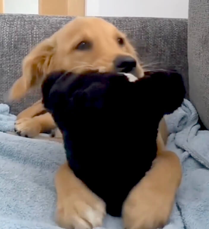 ゴールデンレトリーバー,動画