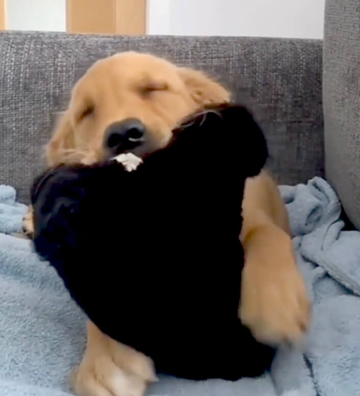 ゴールデンレトリーバー,動画